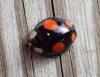 Harmonia axyridis